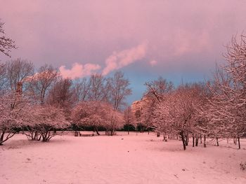 Trees on snow covered field against sky