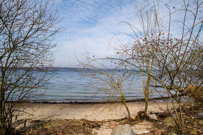 Close-up of tree by sea against sky