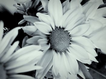 Close-up of flowers blooming outdoors