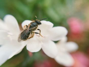 Close-up of bee on flower