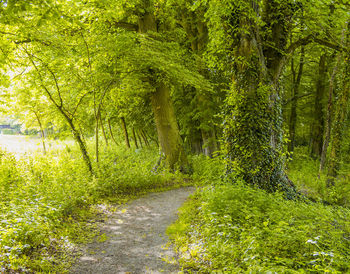 Footpath amidst trees in forest