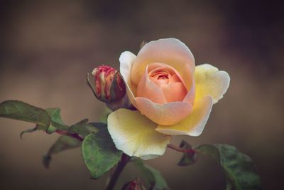 Close-up of rose bouquet