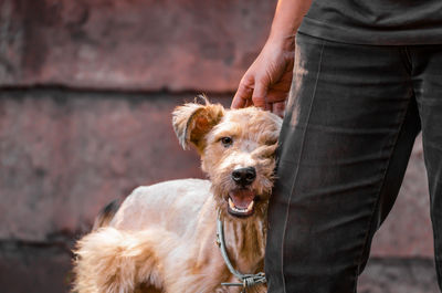 Low section of man standing with dog