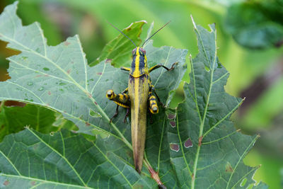 Close-up of insect on plant