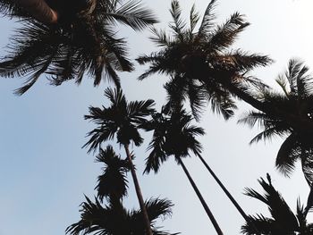 Low angle view of palm trees against clear sky