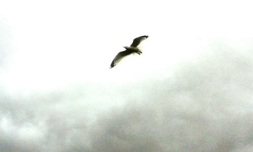Low angle view of birds flying in sky