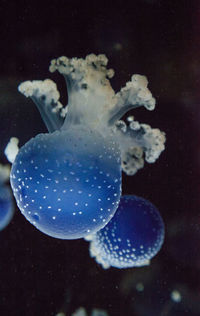 Close-up of jellyfish swimming in sea