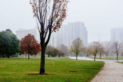 Trees in park against clear sky