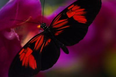 Close-up of butterfly on flower