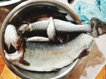 High angle view of fish in container