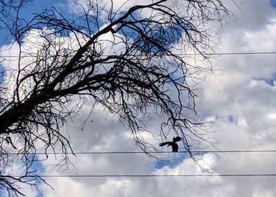 Low angle view of bird perching on bare tree