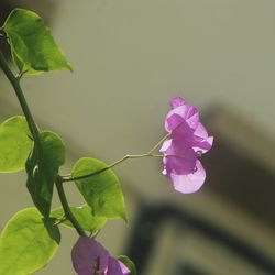 Close-up of pink flowers