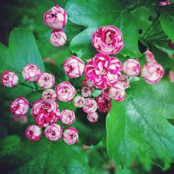 Close-up of pink flower