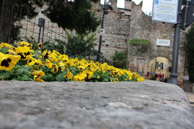 Yellow flowering plants by building in city