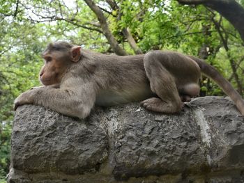 Monkey on tree