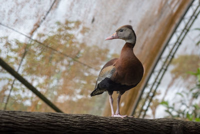 Close-up of bird perching on roof