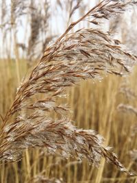 Close-up of reed grass growing on field