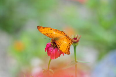 Close-up of butterfly pollinating on flower