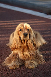 Cocker spaniel dog sitting on running track