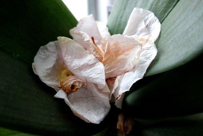 Close-up of wilted flowers