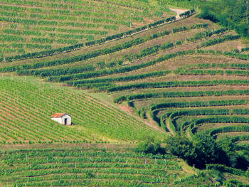 High angle view of agricultural field