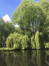 Scenic view of lake against trees