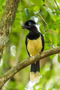 Close-up of bird perching on tree