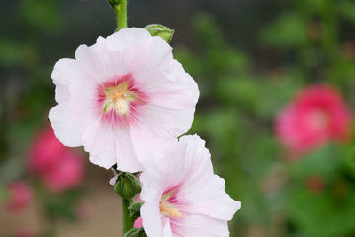 Close-up of pink flower blooming outdoors