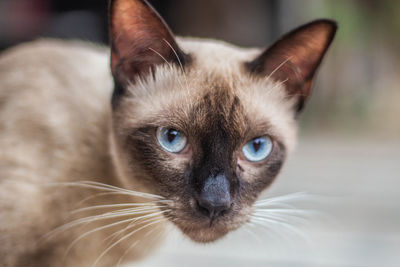 Close-up portrait of cat