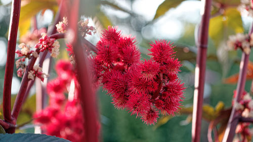 Close-up of red flowering plants