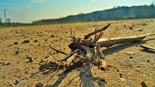 Close-up of dead plant