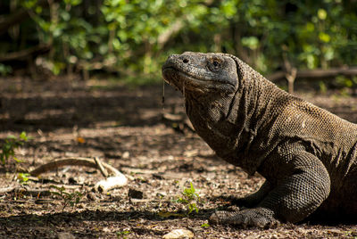 Close-up of lizard on land