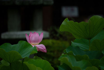 Close-up of pink lotus water lily in pond