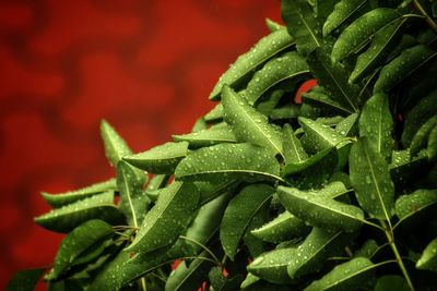 Close-up of fresh green plant