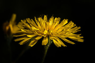 Close-up of yellow flower against black background