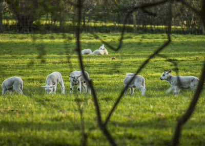 Sheep grazing in a field, the peak district 