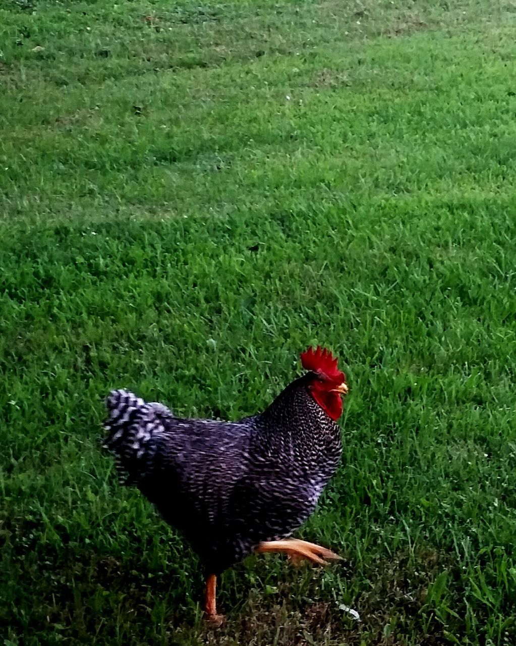 animal themes, grass, one animal, field, bird, animals in the wild, grassy, wildlife, domestic animals, green color, livestock, nature, chicken - bird, day, outdoors, full length, beauty in nature, high angle view, zoology, growth