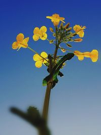 Low angle view of plant against blue sky