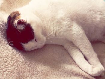 Close-up of cat relaxing