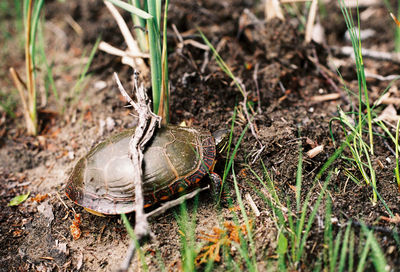 High angle view of insect on field