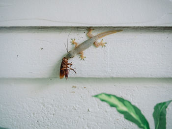 Close-up of insect on wall