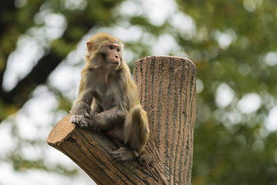 Low angle view of monkey sitting on wood