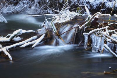 Frozen river against trees during winter