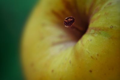 Macro shot of green leaf