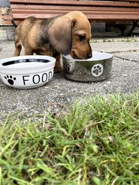 Portrait of a dog sitting on grass