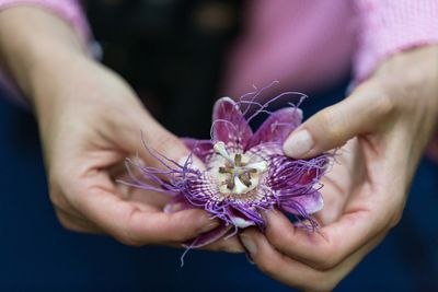 Close-up of hand holding purple flower