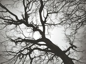 Low angle view of bare trees against sky