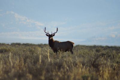 Deer standing on field against sky