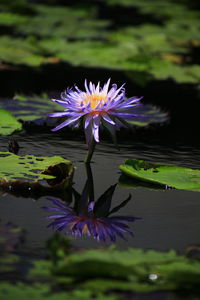 Close-up of purple water lily in lake