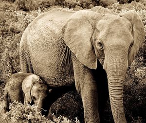 Elephant in a field